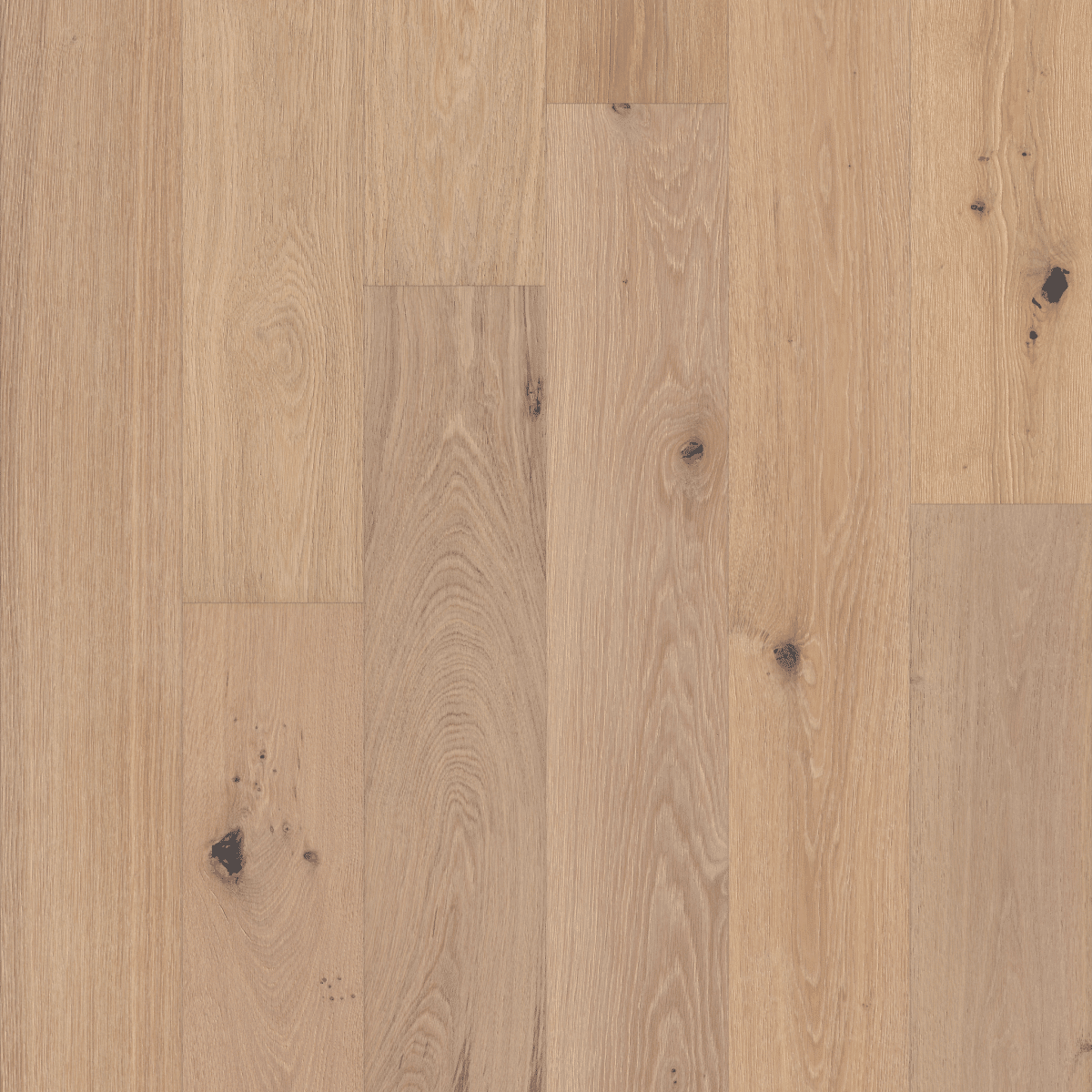 Castlewood Oak - Nobility - Image 3